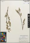 Foto von Salix glauca L.